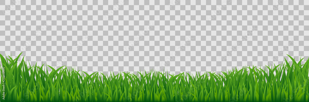 Green Meadow Grass Border Isolated On Transparent Vector Background. - obrazy, fototapety, plakaty 