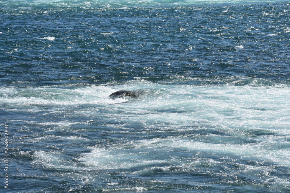 Fototapeta premium Niagara falls 