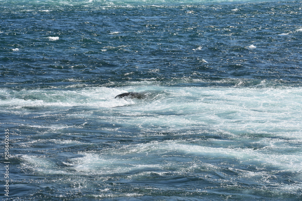 Fototapeta premium waves on the sea