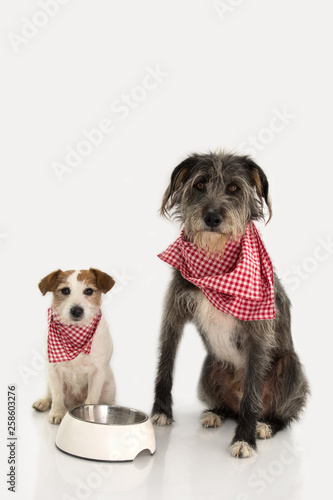 TWO DOGS EATING FOOD. JACK RUSSELL AND SHEEPDOG SITTING NEXT TO A BOWL, WEARING A CHECKERED NAPKIN. ISOLATED ON WHITE BACKGROUND. © Sandra