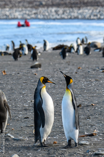 Pair of King penguins standing tall and bonding  in a large colony of penguins  on the beach at St. Andrews Bay  South Georgia  inflatable raft with tourists in background