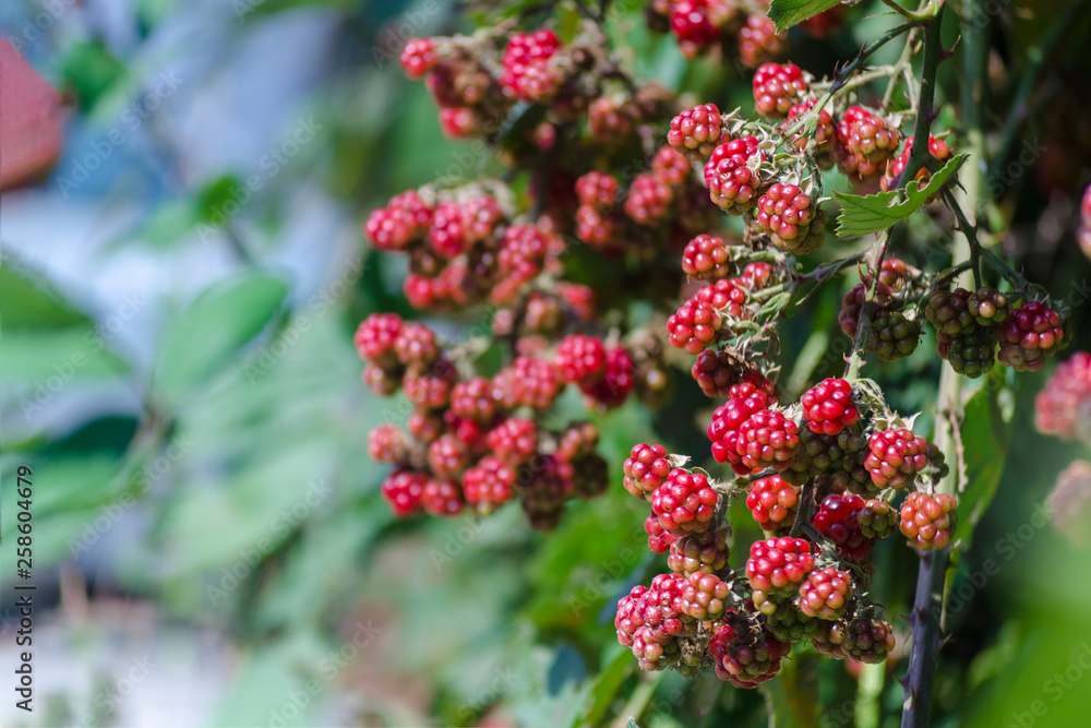 Unripe blackberry on the branch on the green background. Sweet dessert. Summer, autumn and harvest. Selective focus. Unripe blackberry on the branch on the green background. Sweet dessert. Summer, autumn and harvest. Selective focus.
