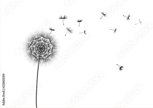 Dandelion flower and flying seeds on a white background