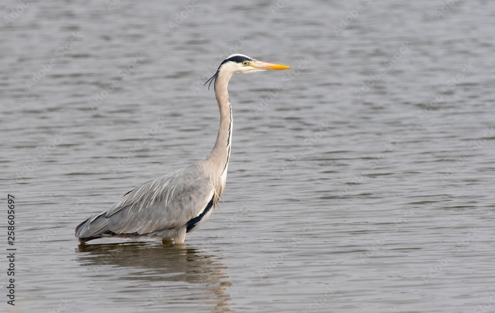 A Grey Heron wading through a lake 