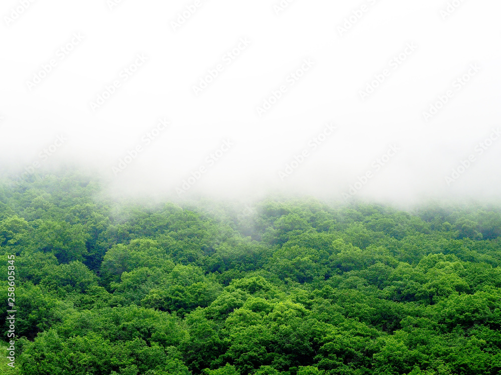 Fototapeta premium Fog covered mountains, rainforest landscape. Green forest in the fog, top view