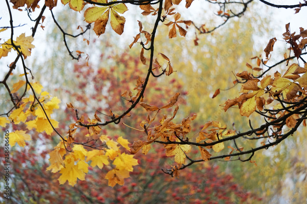 Autumn leaves of maples in a city park. Brest, Belarus
