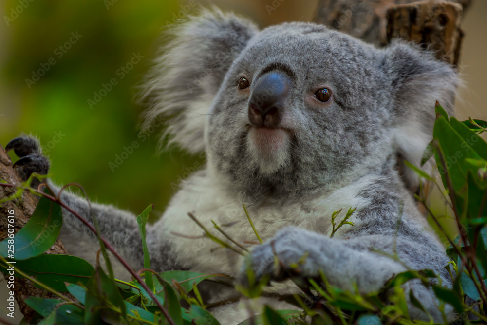 Obraz premium koala in tree