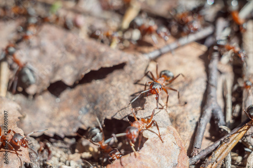 funny group of ants close up portrait working day of their life and relationships in a team on a bright sunny day. soft focus and copy space