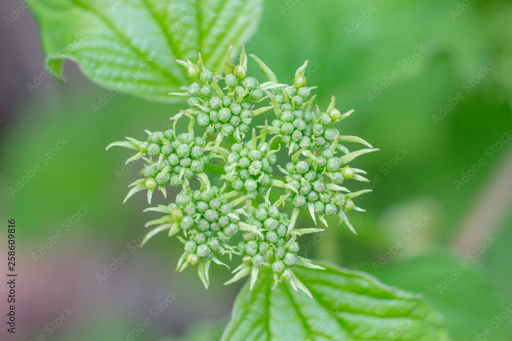 Close-up photo of spring young fresh leaves on tree branches with buds, soft focus and blur background. Concept of new life.