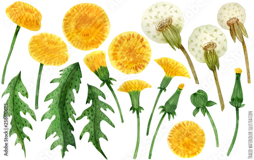 Watercolor dandelion flowers and leaves