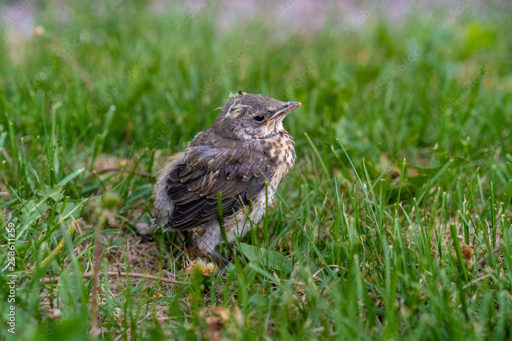 Abandoned bird on green grass looking for mother at Helsinki Abandoned bird on green grass looking for mother at Helsinki