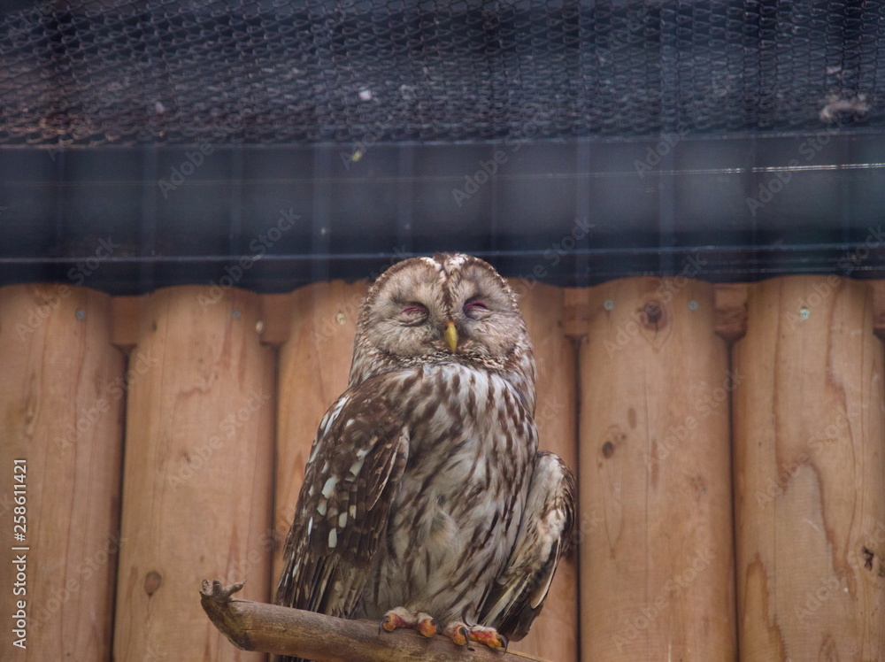 owl on fence