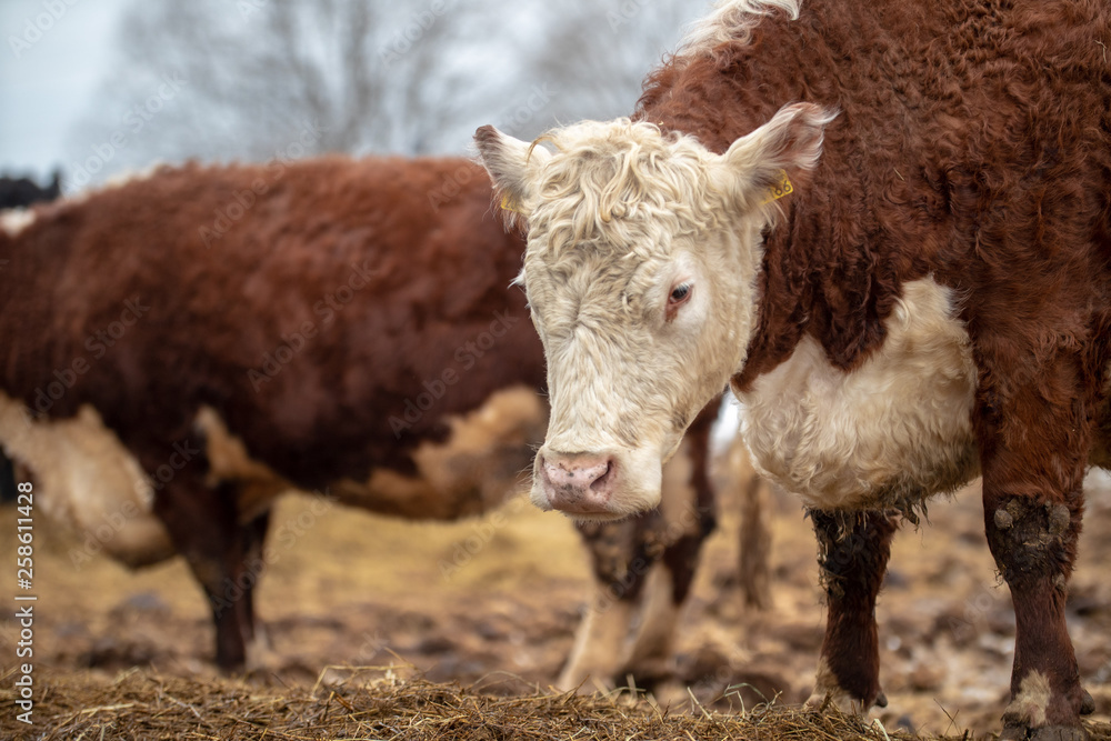 Helsinki, Finland - April 1, 2018: Cattle at Haltiala farm in Helsinki on Easter holiday