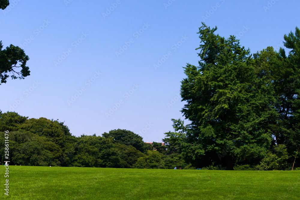 tree in the field