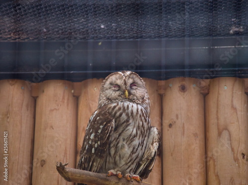 Obraz na płótnie owl on fence w salonie