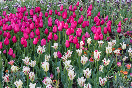 Gorgeous white  red and green striped tulips and bright purple tulips in springtime  Southern California