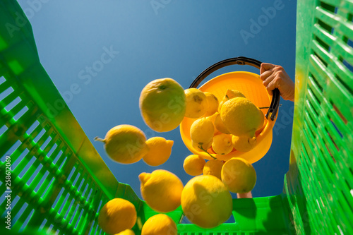 Lemon harvest time: bottom view of a picker at work unloading his pail full of lemons into a bigger green fruitbox photo