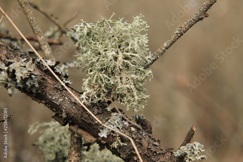 branch of a tree