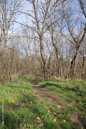 spring in the park