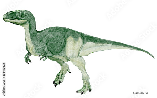 ジュラ紀の地球上に広範囲に棲息していた肉食恐竜とされる。草食性のイグアノドンと同じく、恐竜の発掘の最初期に発見されたが、当時の研究資料は極めて貧弱で、様々な恐竜の骨が混交され、今も成体が不明なままである。メガロ(大きな）サウルス（とかげ）の名も、その当時のこの分野の大まかな扱いが容易に想像できる。様々な肉食恐竜の特徴があり、突き詰めると断片的である。しかし、その名は有名である。 © Mineo