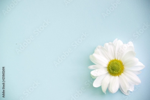 Macro top view on chamomile flower, copy space. One flower of white chrysanthemum is on a blue background, close-up