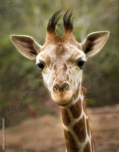 Canvas Print Curious Baby Giraffe Looking directly into the Camera