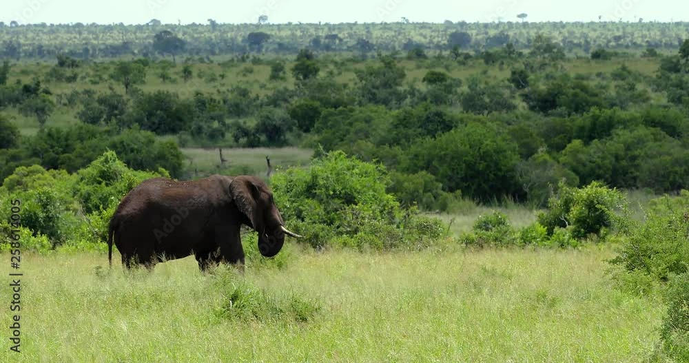 elephant in the savannah, park kruger south africa elephant in the savannah, park kruger south africa