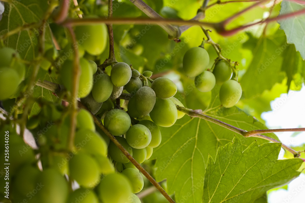 Vine green grapes on a branch in the sun. Agriculture and grape growing on an industrial scale Vine green grapes on a branch in the sun. Agriculture and grape growing on an industrial scale