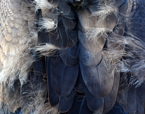 Baby Andean condor Vultur gryphus is a South American bird in the New World vulture family Cathartidae and is the only member of the genus Vultur. photo