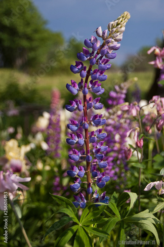 flowers in the garden