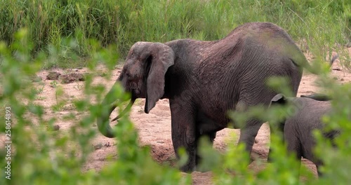 baby elephant with his family in the savannah, park kruger south africa