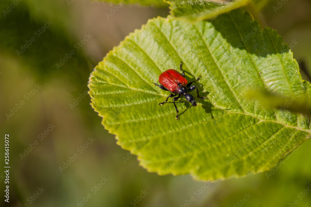 bug on leaf bug on leaf