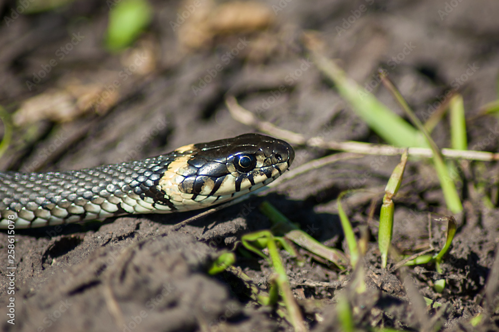 Fototapeta premium snake in the grass