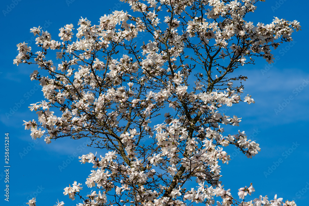 Baum im Frühling bei voller Blühte