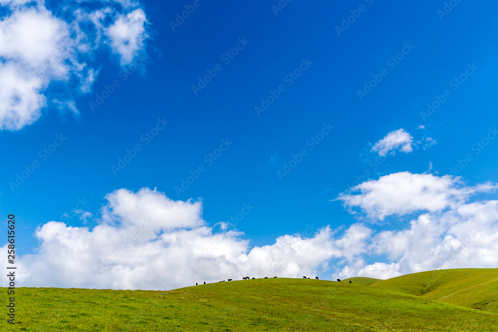 Obraz premium Panorama of Cows on top of Hill of Grass and pasture
