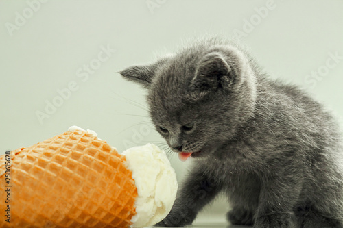 Funny gray kitten eating ice cream. Gray background. Selective focus, copy space.