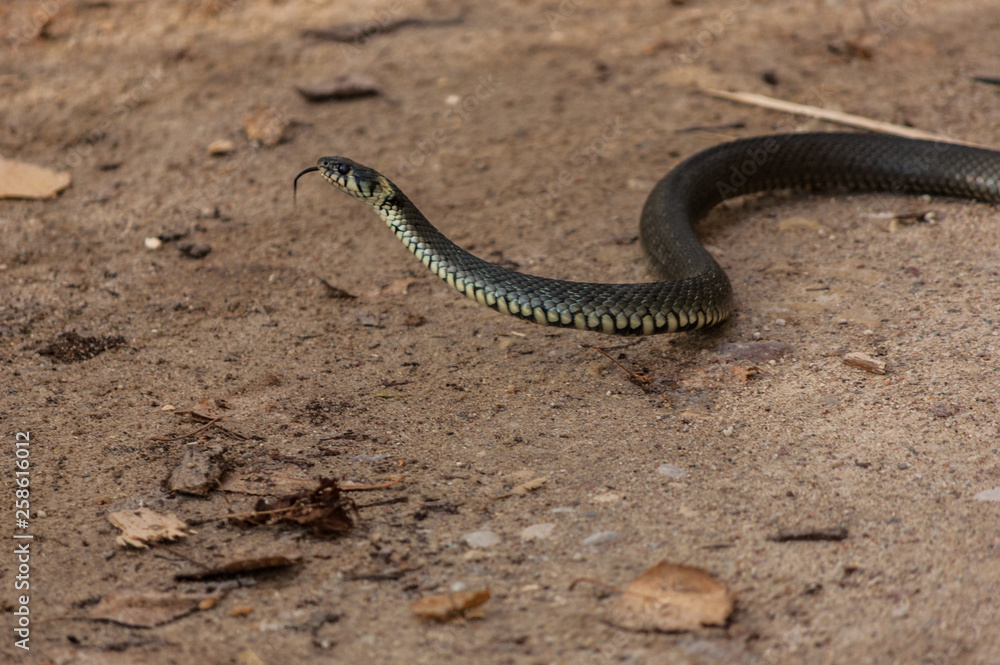 Fototapeta premium snake on the ground