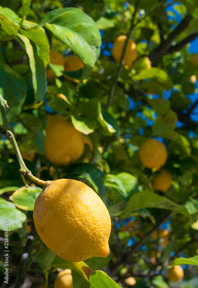 Lemons on tree during harvest time in Sicily