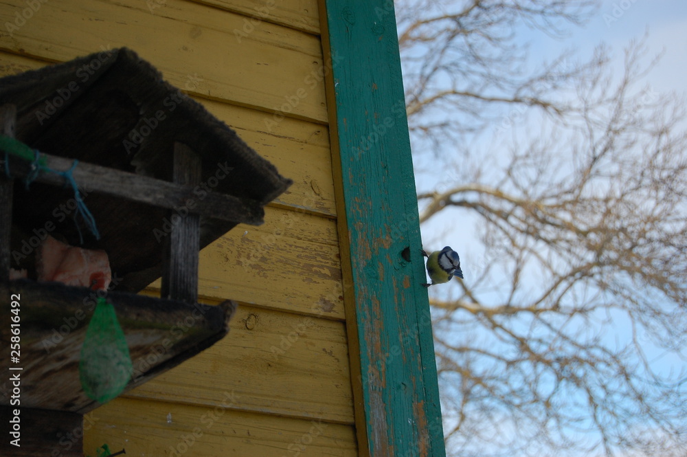bird feeder bird feeder