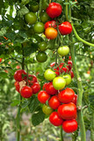 tomato greenhouse  cultivated field