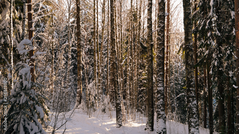 birch and spruce forest in winter in Russia, Leningrad region birch and spruce forest in winter in Russia, Leningrad region