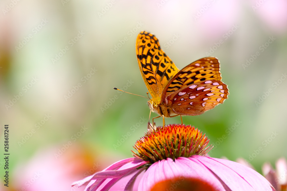 Obraz premium Orange fritillary butterfly on cone flower with soft focus green background