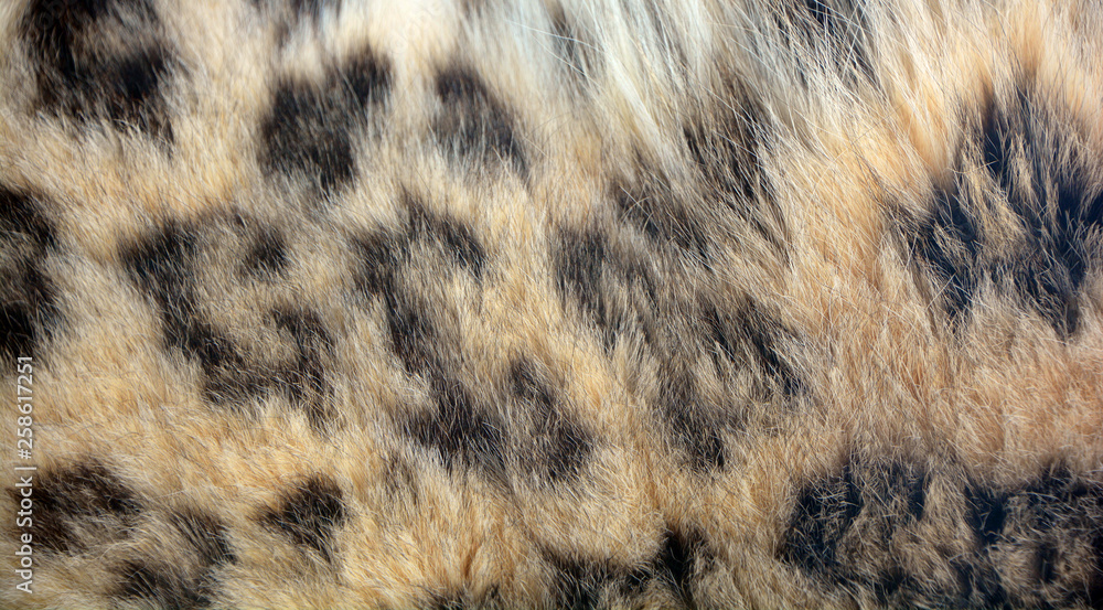 Fur skin of snow leopard a large cat native to the mountain ranges of Central