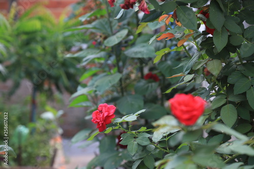 red roses in the garden, Brazil.