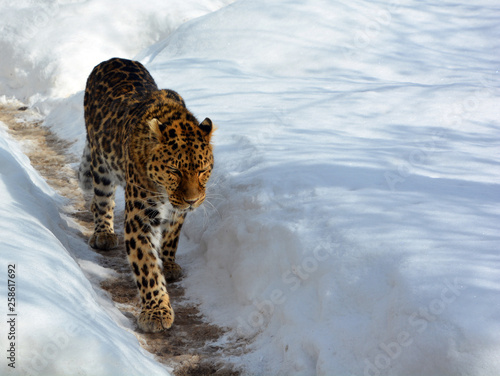 Amur leopard is a leopard subspecies native to the Primorye region of southeastern Russia and the Jilin Province of northeast China.