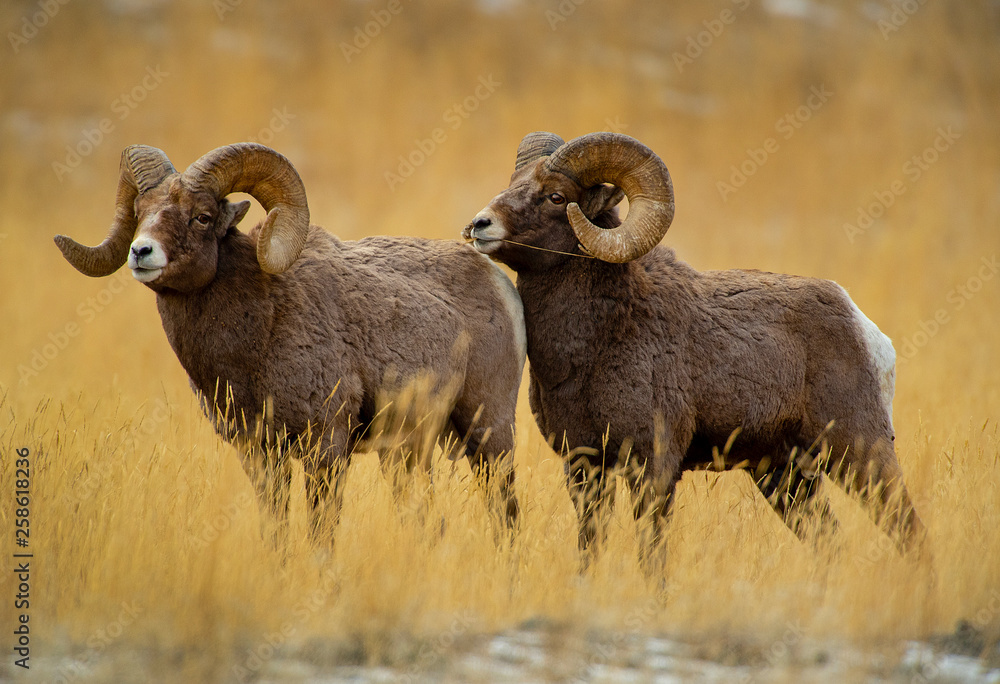 Fototapeta premium Bighorn Ram eyes forward