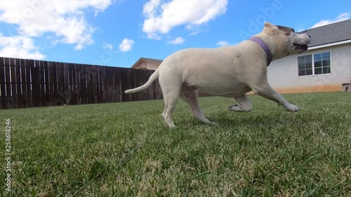 Shar pei Pitbull mix dog wagging tail and running in backyard, Circling Pan