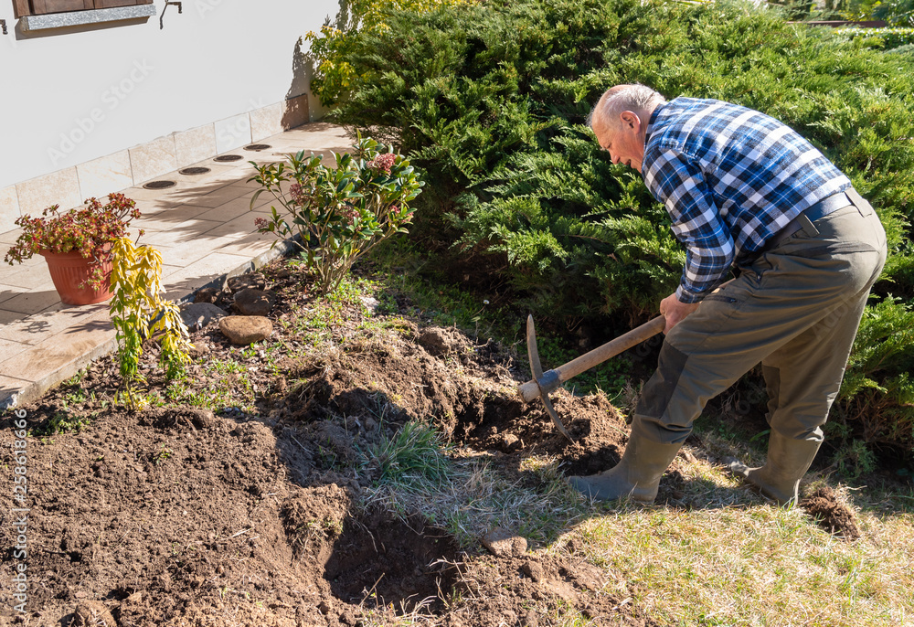 Senior man works with pickaxe in the garden, spring flower transplant. Senior man works with pickaxe in the garden, spring flower transplant.