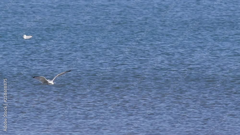 Slow motion shot of a seagull gliding to land on the surface of the water while shaking his beak and head. 120fps. Slow motion shot of a seagull gliding to land on the surface of the water while shaking his beak and head. 120fps.
