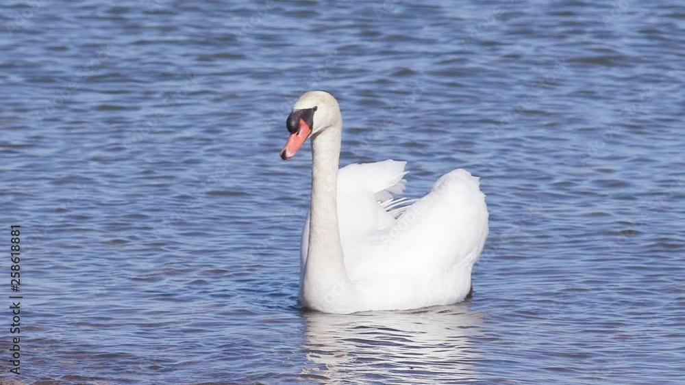 A beautiful swan drifts towards the shore of a lake and dunks head in the water looking for food. Slow motion. A beautiful swan drifts towards the shore of a lake and dunks head in the water looking for food. Slow motion.